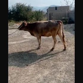 sygyr