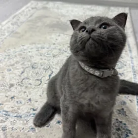 Шотландский котик