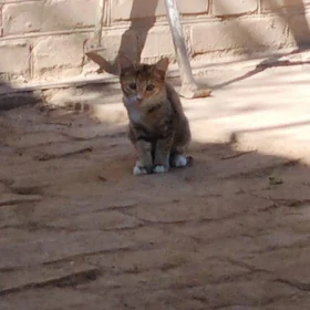 котята