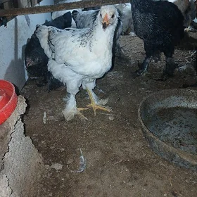 4 aylyk bolan brama