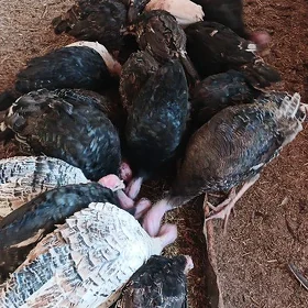 Domaşnyý induk