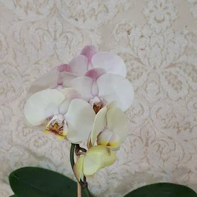 домашние цветы
