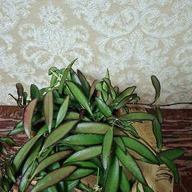 цветы