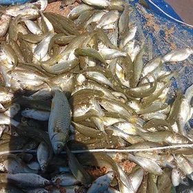 amur malyok
