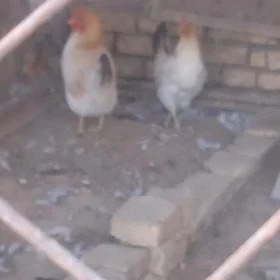 Towuklar