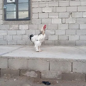 horaz