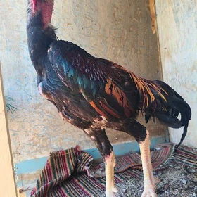 horaz