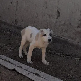 Gara goz