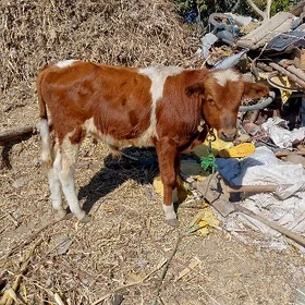 öküzçe göle