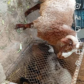 GOÇ