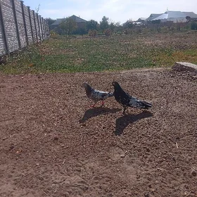 Satlyk guşlar