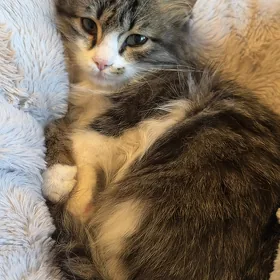 котенок в добрые руки
