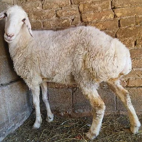 Gisar goyun