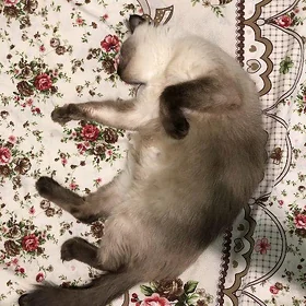 сиамская кошка