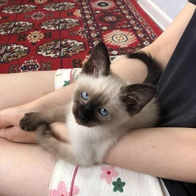 сиамский котёнок