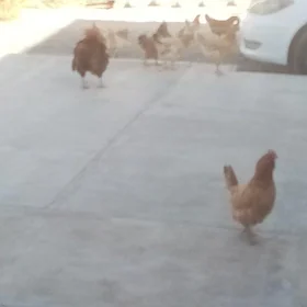 Towuklar