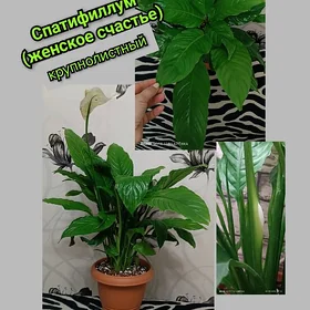 комнатные растения