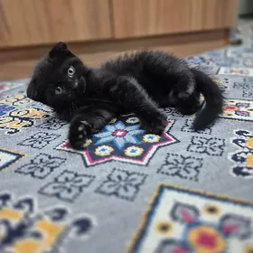 Котята британо-шотландцы