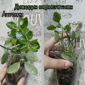 растения и кактусы 15м-150м
