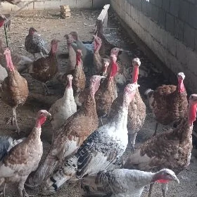 Owgan Induklar