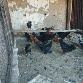 Horazlar