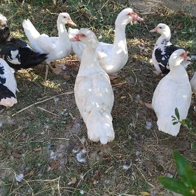 muskus ördek 🦆