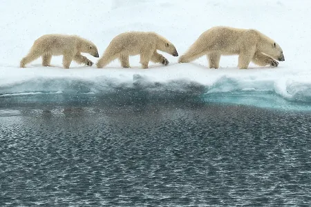Мгновения из жизни животных: финалисты Siena International Photo Awards 2026