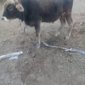 1 yasan okuzce