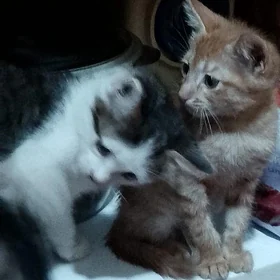 pişijikler