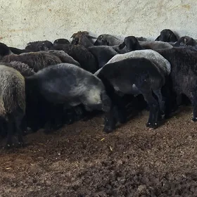 Garaköl işşek