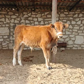 okužce