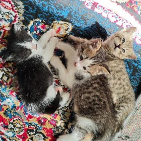 pişik