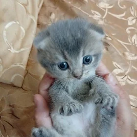 вислоухие шиншиллы