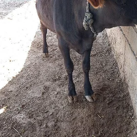 Tüwe