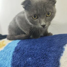 котёнок