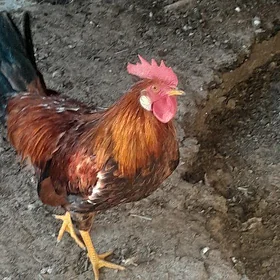 Horoz