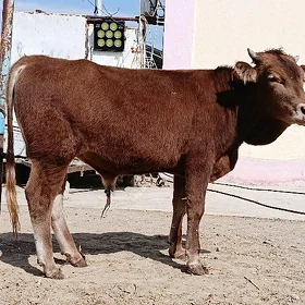 ókúz