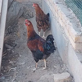 horaz