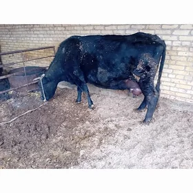 чорный пёстыра