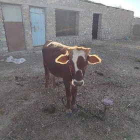 okuz 1 yas tohum swes