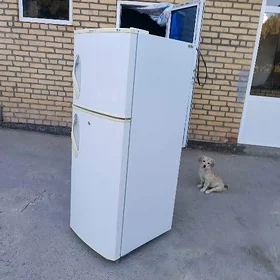 Halodilnk