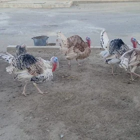 induk erkek yetişen