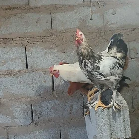 horaz
