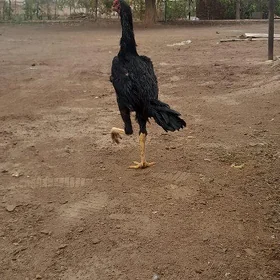 Horaz