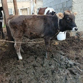 Tüwe