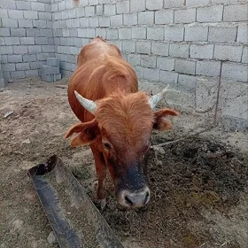 öküz