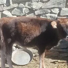 tüwe