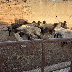 Goýun , Goç