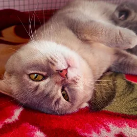 кошка