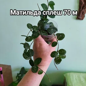 домашние цветы